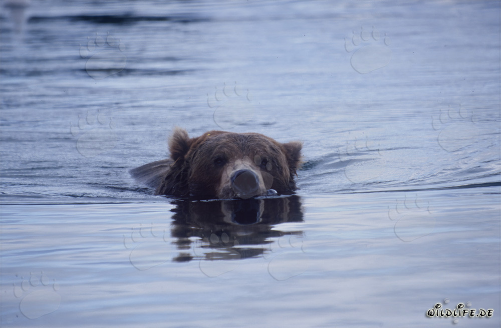 Braunbär schwimmend im Brooks River
