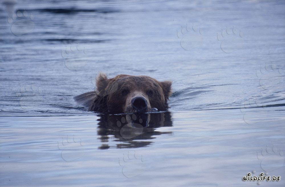 Oso pardo nadando en el río Brooks