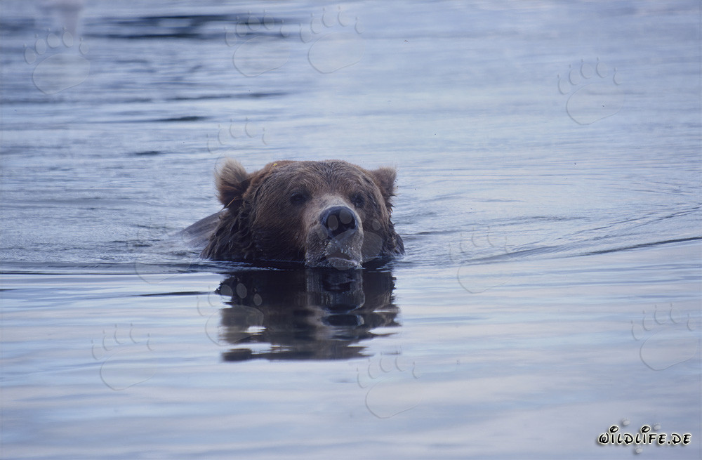 Majestätischer Braunbär schwimmt im Brooks River
