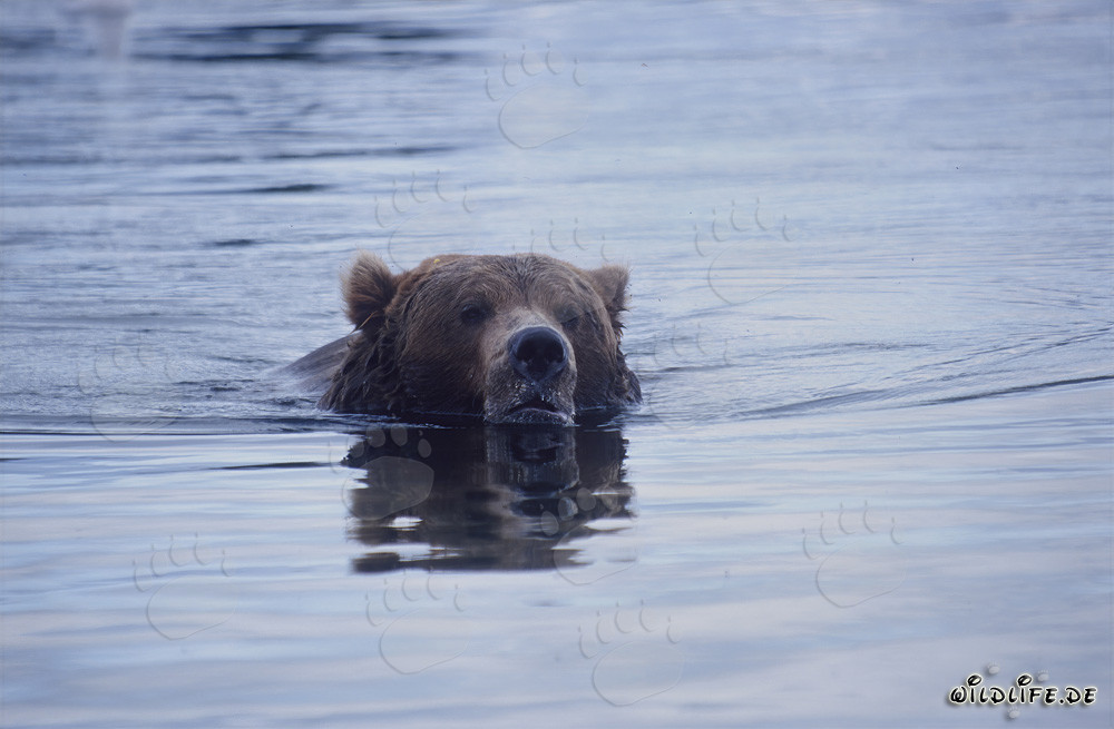 Maestoso orso bruno nuota nel fiume Brooks