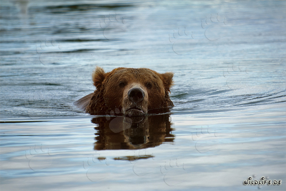 Braunbär schwimmt im Brooks River in Alaska