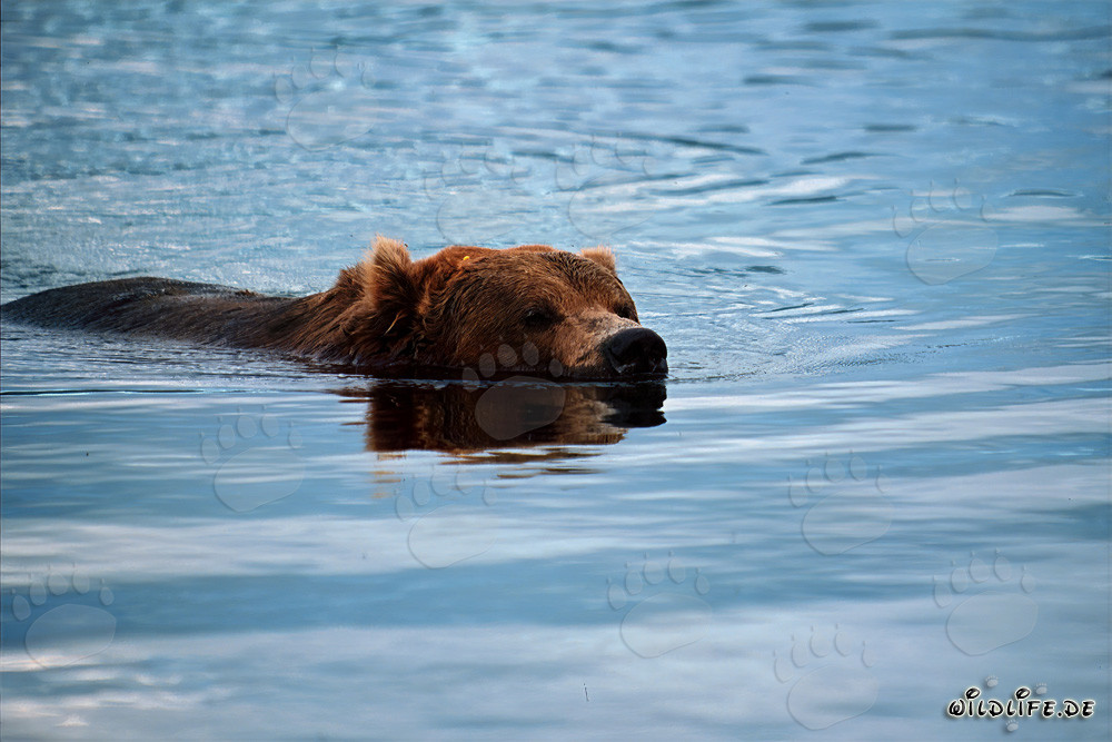 Braunbär beim ruhigen Schwimmen im Fluss