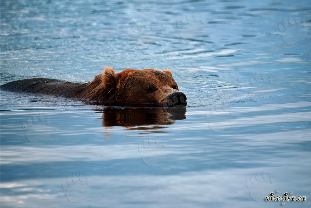 Brown bear peacefully swimming in the river