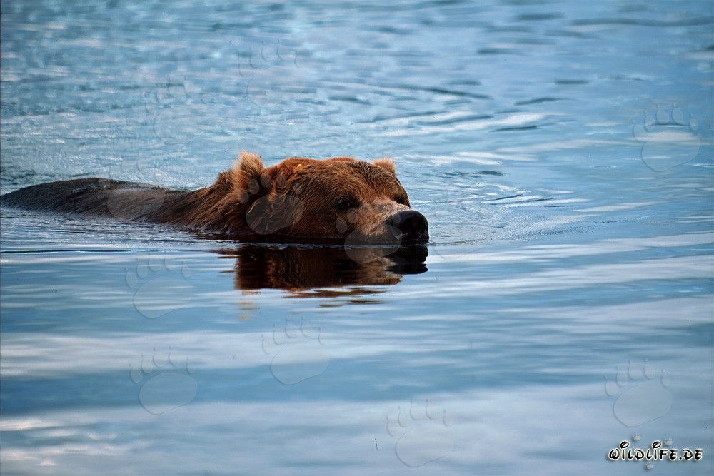 Orso bruno che nuota tranquillamente nel fiume