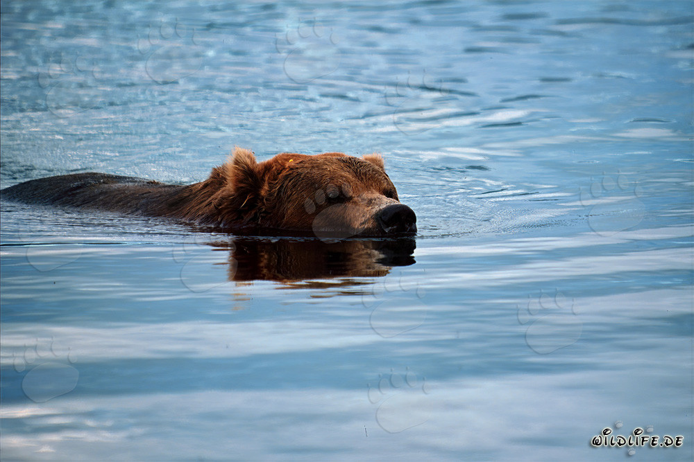 Oso pardo nadando tranquilamente en el río