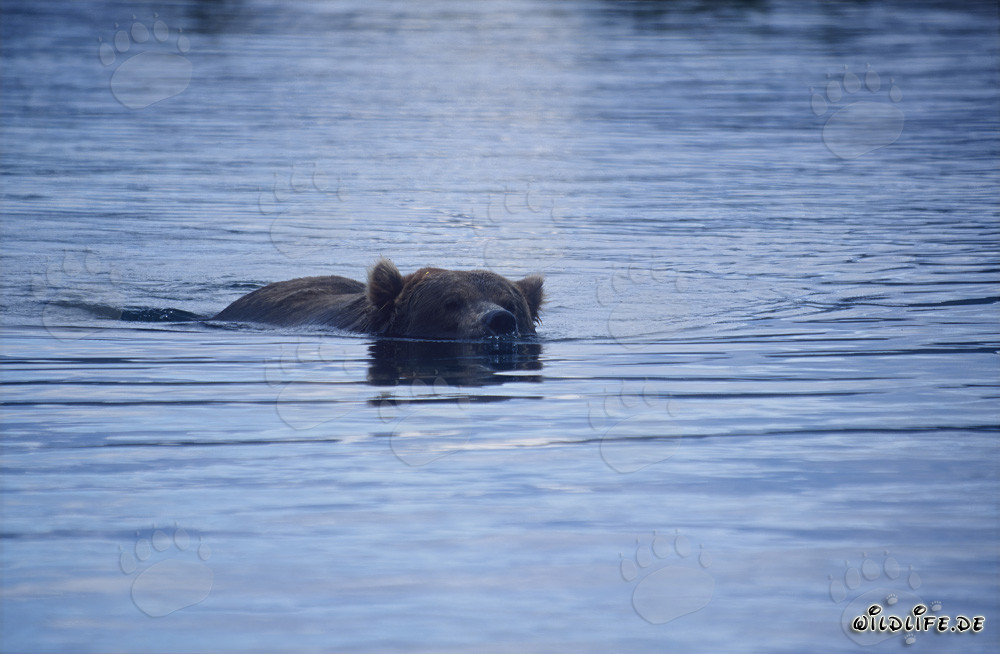 Majestic Brown Bear Swimming in Brooks River, Alaska