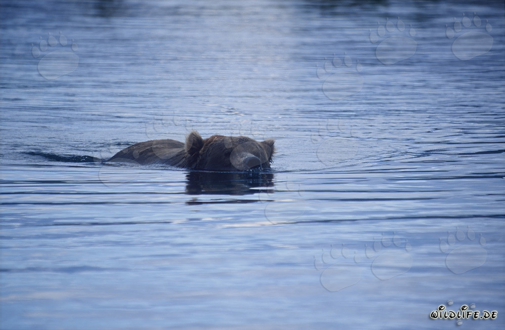 Maestoso orso bruno nuota nel fiume Brooks in Alaska