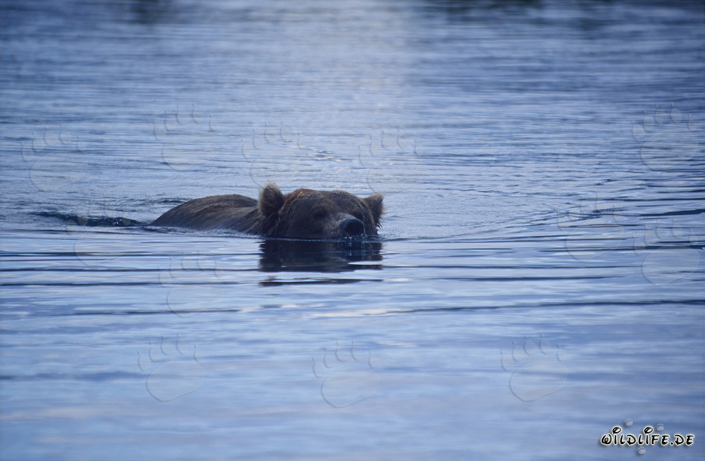 Ours brun majestueux nage dans la rivière Brooks en Alaska