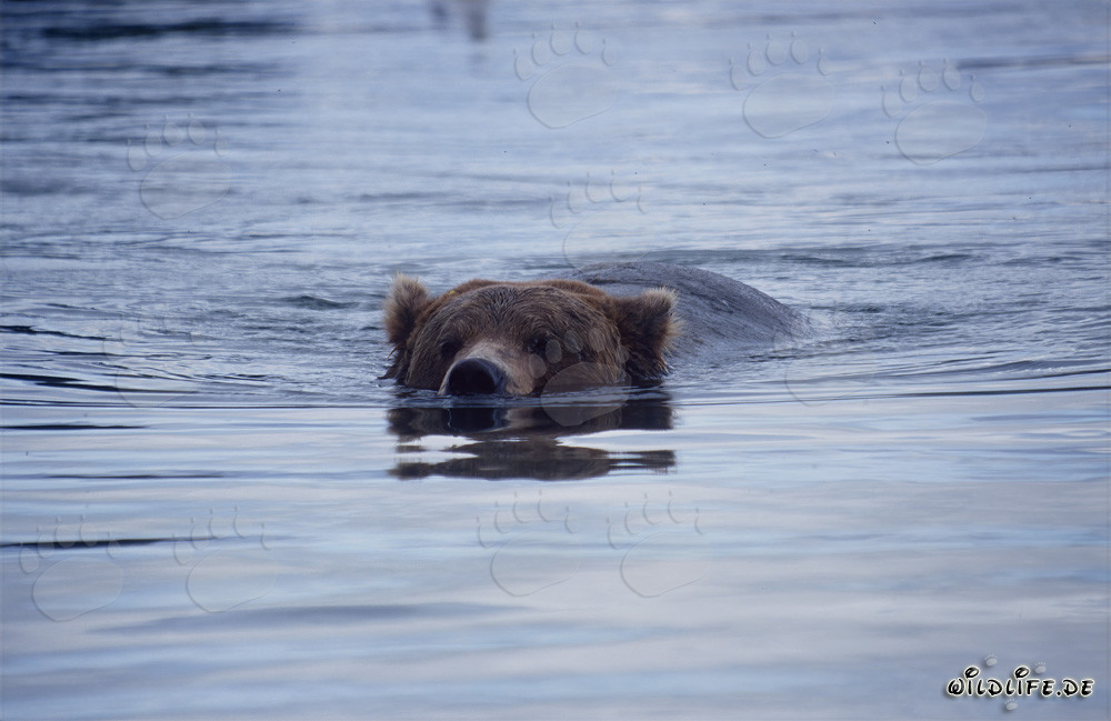Majestätischer Braunbär schwimmend im Brooks River in Alaska