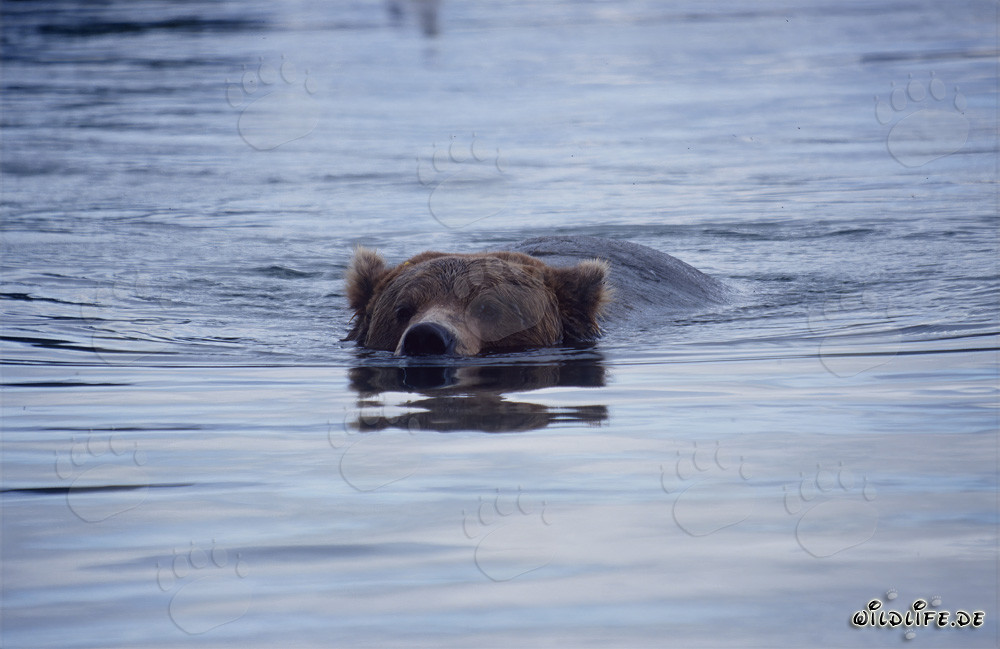 Majestic Brown Bear Swimming in Brooks River in Alaska