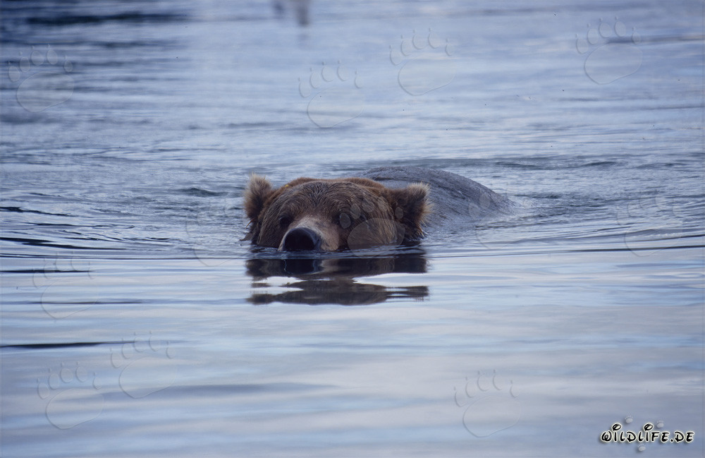 Oso pardo majestuoso nadando en el río Brooks en Alaska