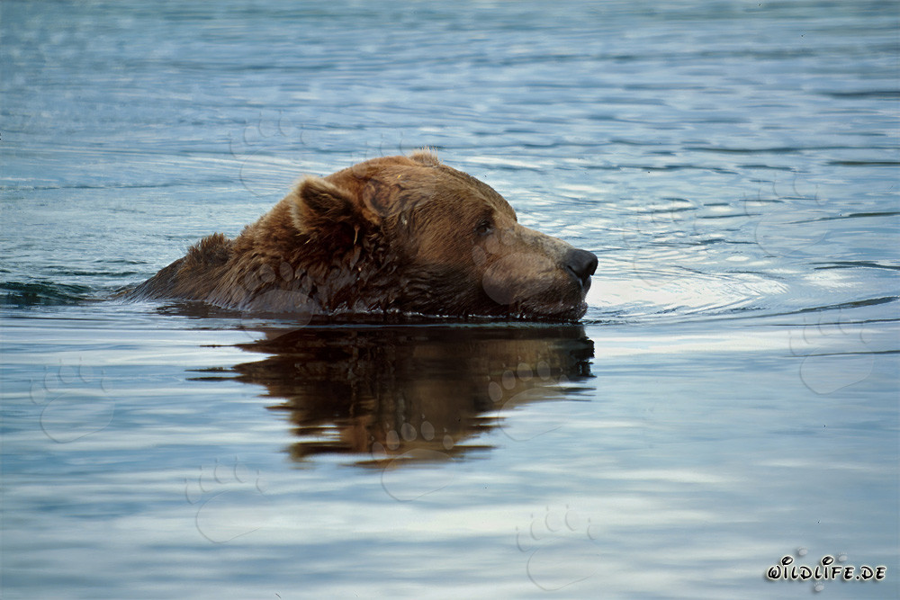Braunbär schwimmt im Brooks River