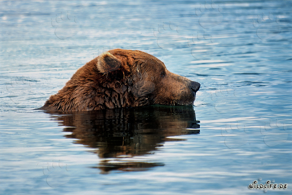 Braunbär auf Lachssuche im Brooks River