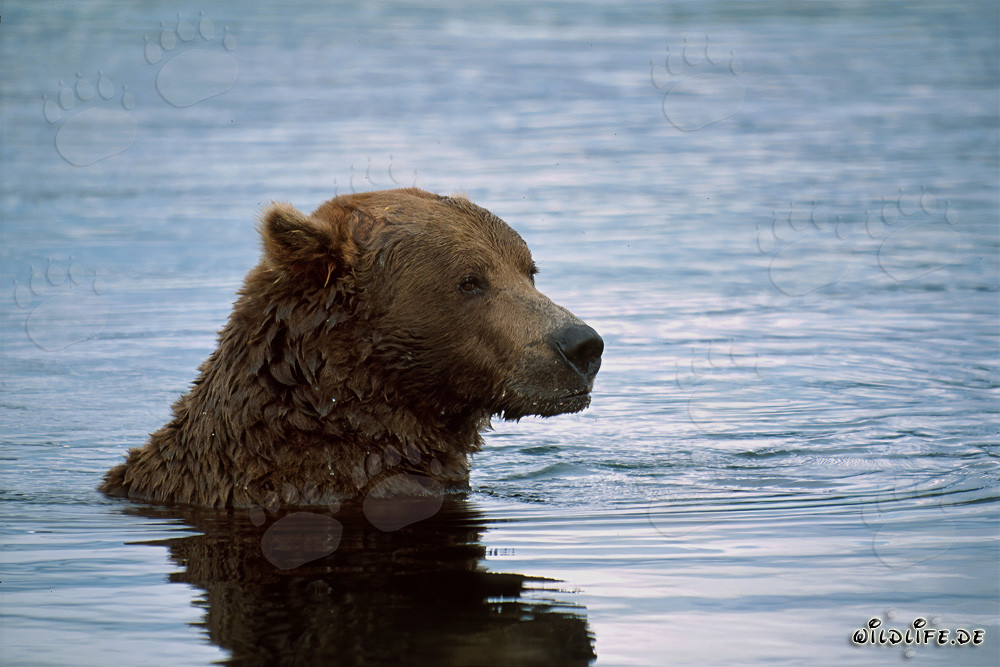 Braunbär schwimmt im Fluss und fischt nach Lachsen