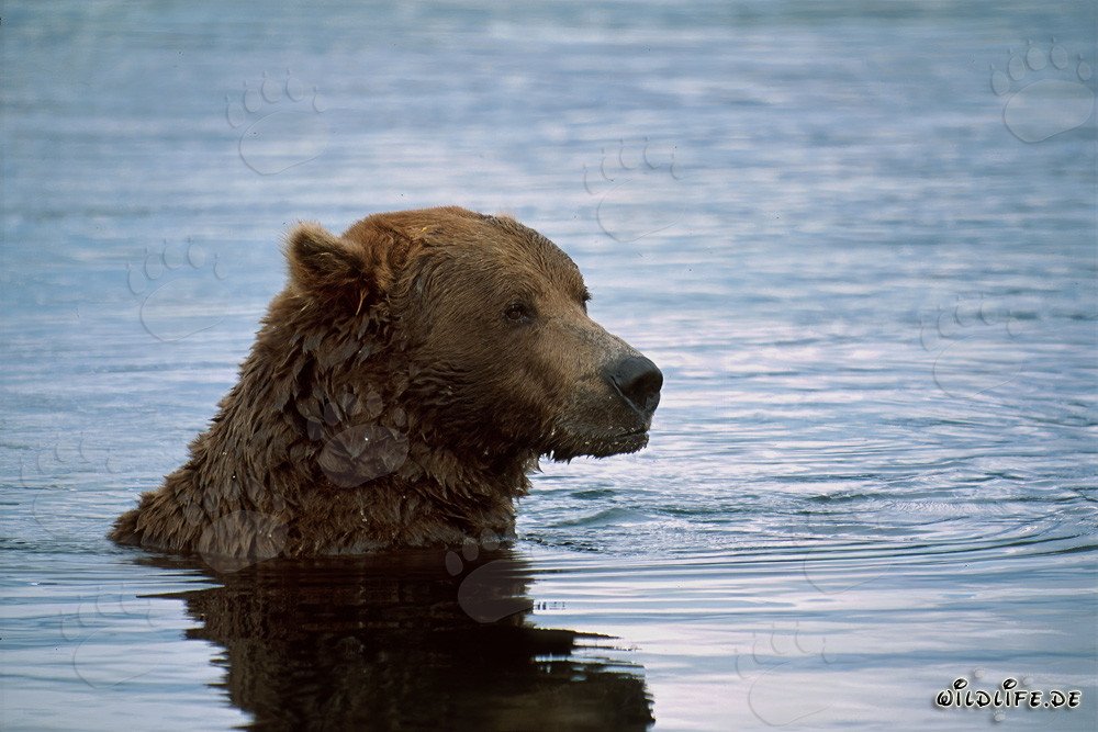 Brown bear swimming in the river and fishing for salmon