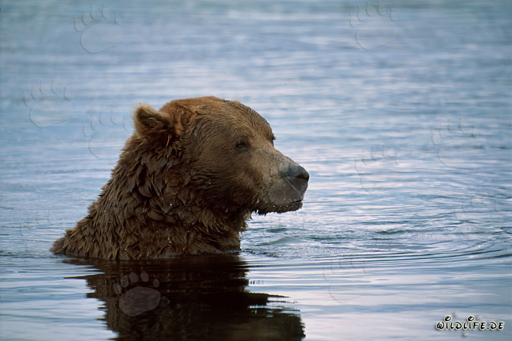Orso bruno nuota nel fiume e pesca salmoni