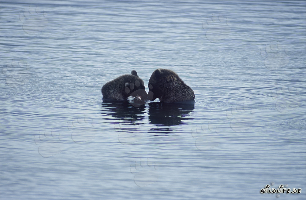 Zwei majestätische Braunbären fischen nach Lachsen im malerischen Brooks River