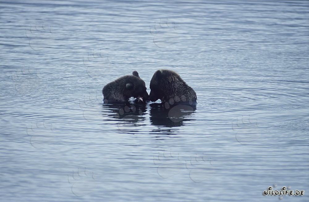 Two majestic brown bears fishing for salmon in the picturesque Brooks River
