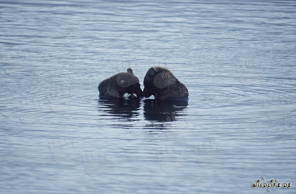 Deux majestueux ours bruns pêchent des saumons dans la pittoresque rivière Brooks