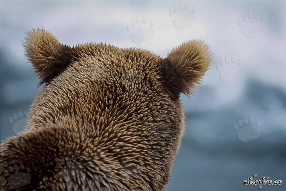 Majestätisches Braunbärenporträt am Brooks River, Katmai Nationalpark, Alaska