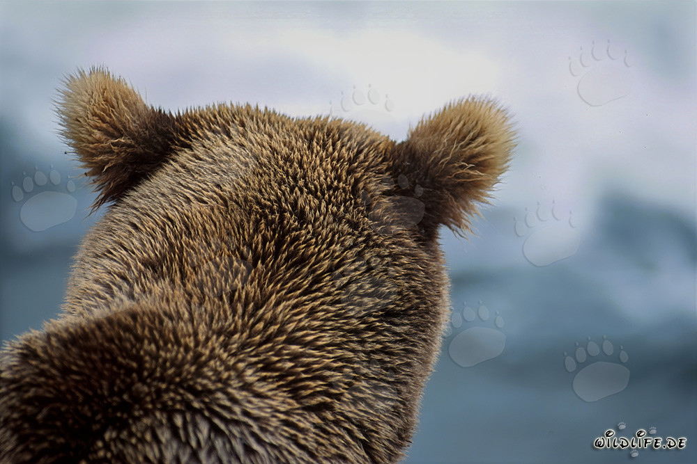 Portrait majestueux de l'ours brun au bord de la rivière Brooks, parc national de Katmai, Alaska