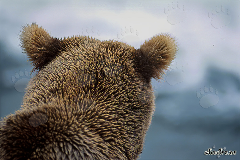 Retrato majestuoso del oso pardo en el río Brooks, parque nacional de Katmai, Alaska