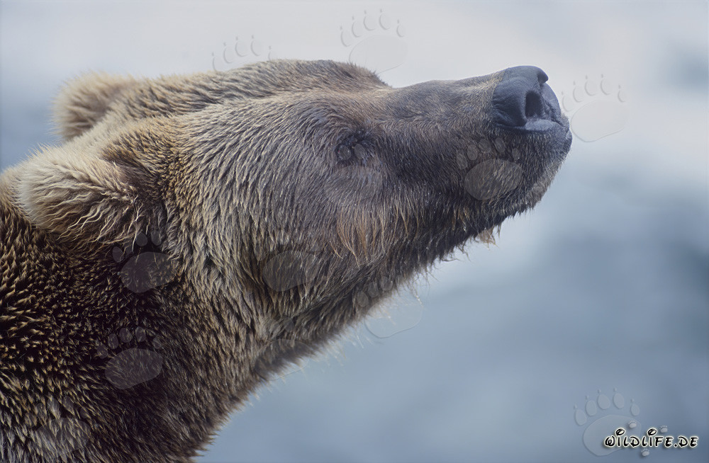 Porträt eines majestätischen Braunbären am Brooks River Falls in Alaska