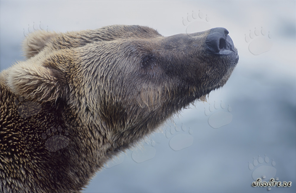 Portrait of a majestic brown bear at Brooks River Falls in Alaska