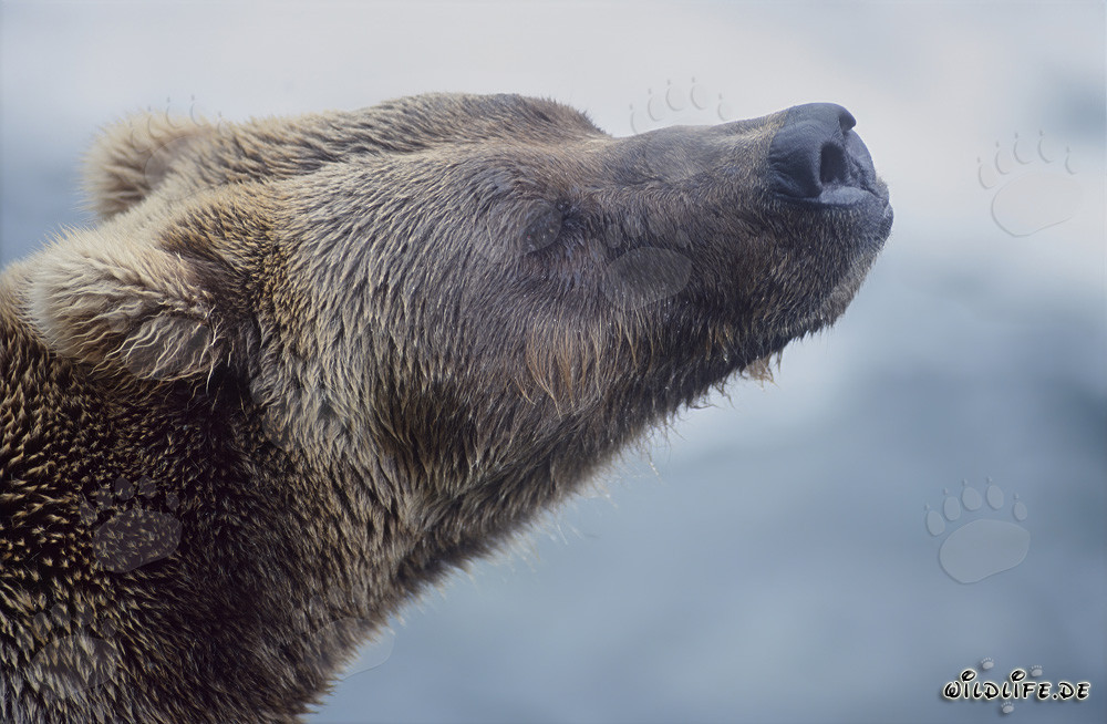 Portrait d'un majestueux ours brun aux chutes du Brooks River en Alaska