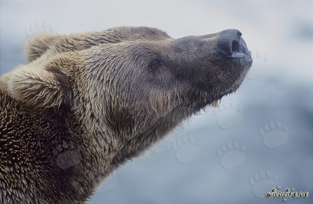 Retrato de un majestuoso oso pardo en las cataratas del río Brooks en Alaska