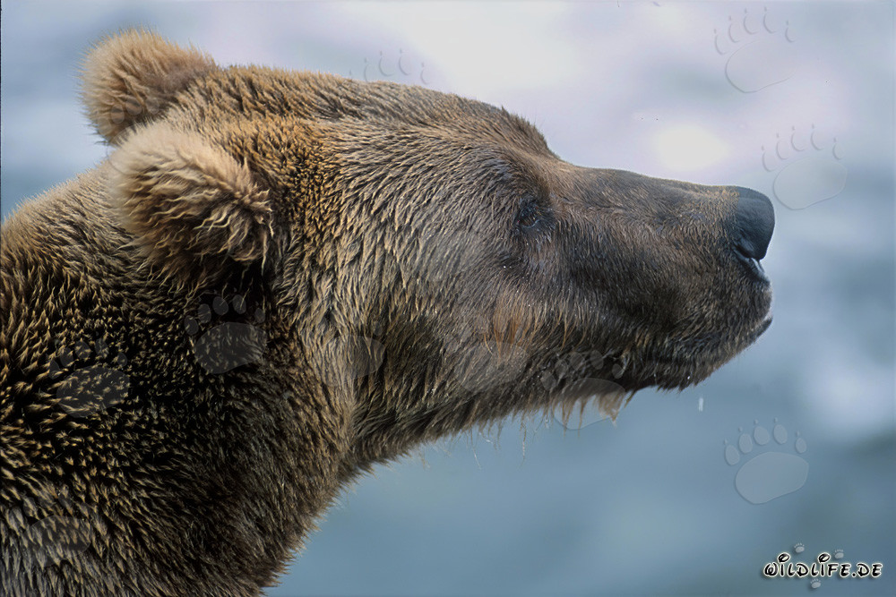 Braunbär am Ufer des Brooks River in Katmai, Alaska
