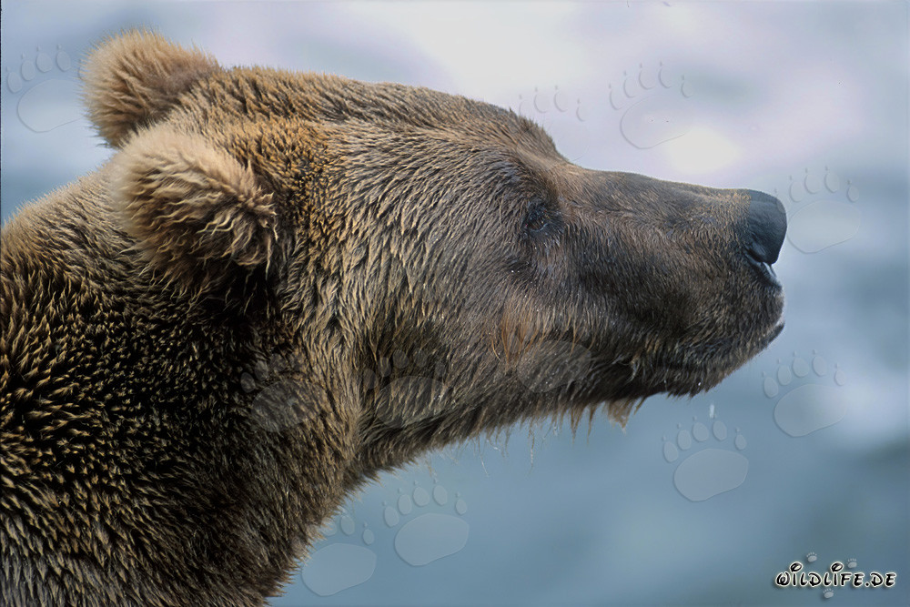 Brown Bear on the banks of Brooks River in Katmai, Alaska