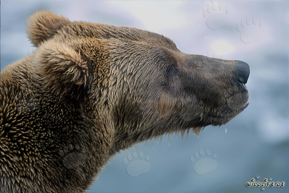Orso bruno sulla riva del fiume Brooks a Katmai, Alaska