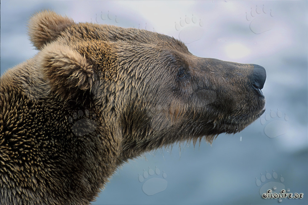 Ours brun sur la rive de la rivière Brooks à Katmai, Alaska