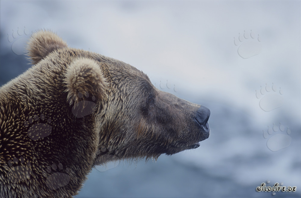 Braunbär Porträt am Brooks River Falls in Katmai Nationalpark, Alaska, USA