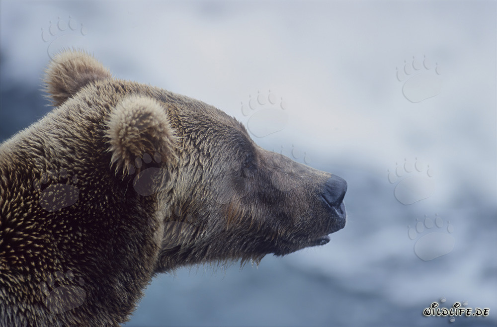 Portrait de l'ours brun aux chutes de Brooks River dans le parc national de Katmai, Alaska, États-Unis
