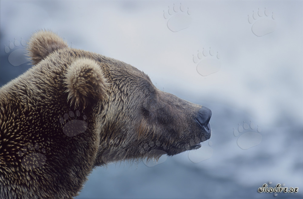Ritratto dell'orso bruno alle cascate di Brooks River nel parco nazionale di Katmai, Alaska, USA