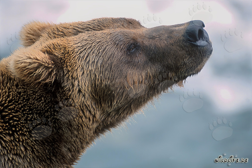 Braunbär beim Wittern des Herbstes in Alaska
