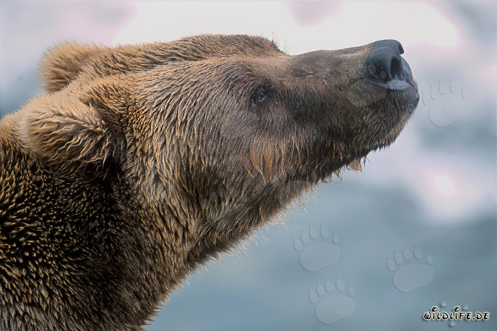 Brown bear sniffing the autumn in Alaska