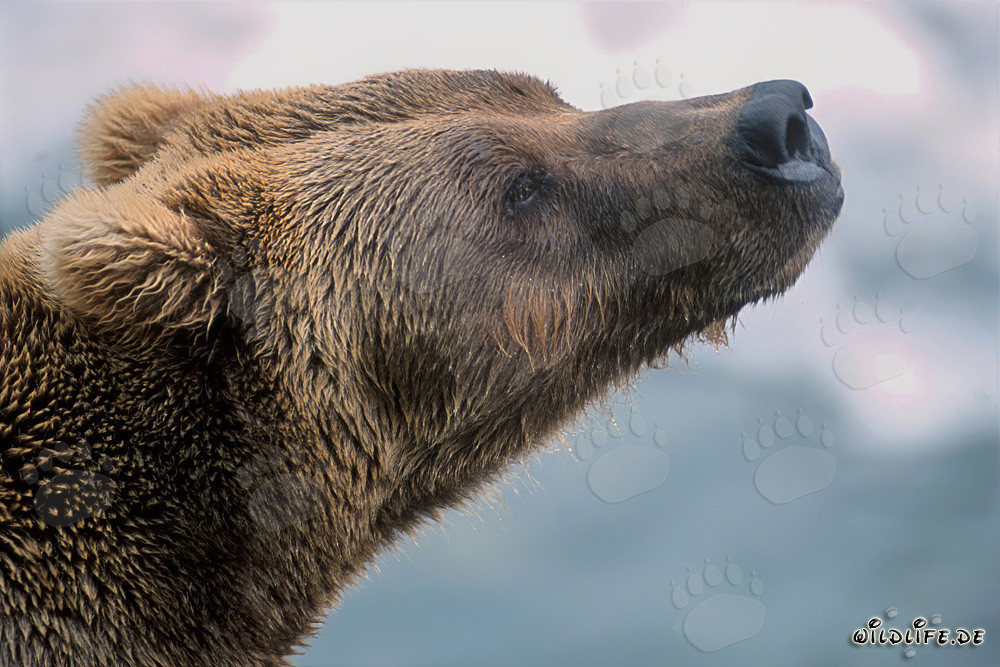 Orso bruno annusa l'autunno in Alaska