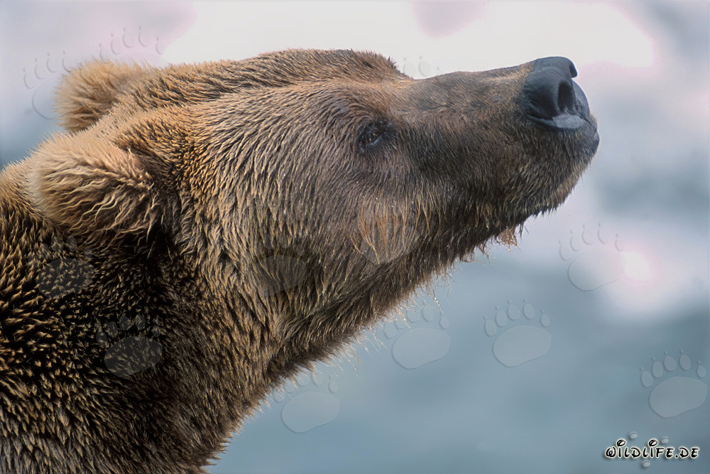 Oso pardo olfateando el otoño en Alaska