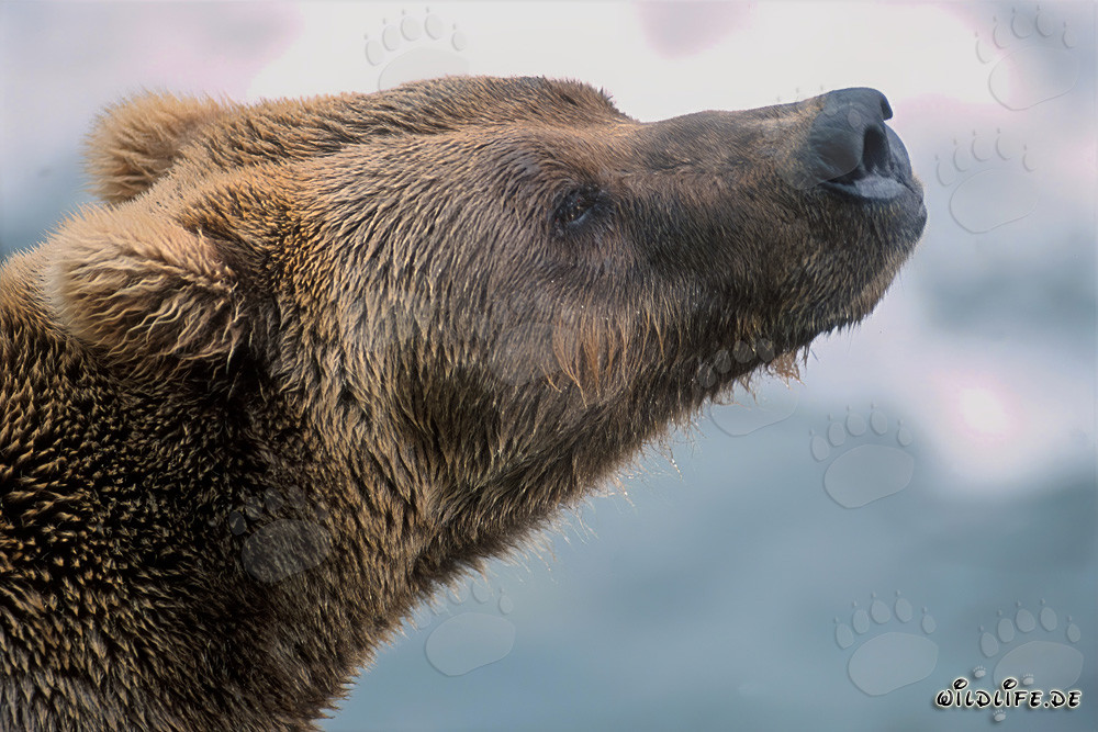 Ours brun reniflant l'automne en Alaska