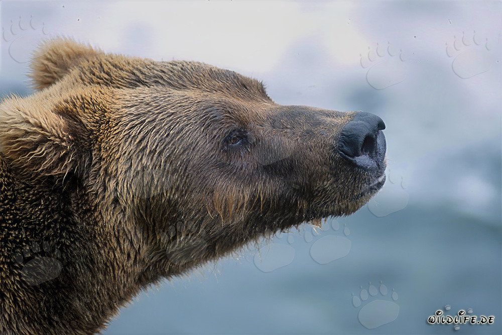Imposantes Braunbär Porträt von der Seite im Herbstlicht