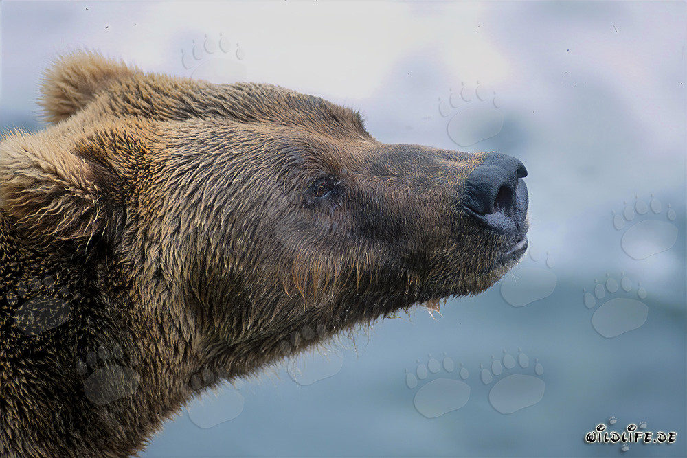 Portrait impressionnant de l'ours brun de profil dans la lumière automnale