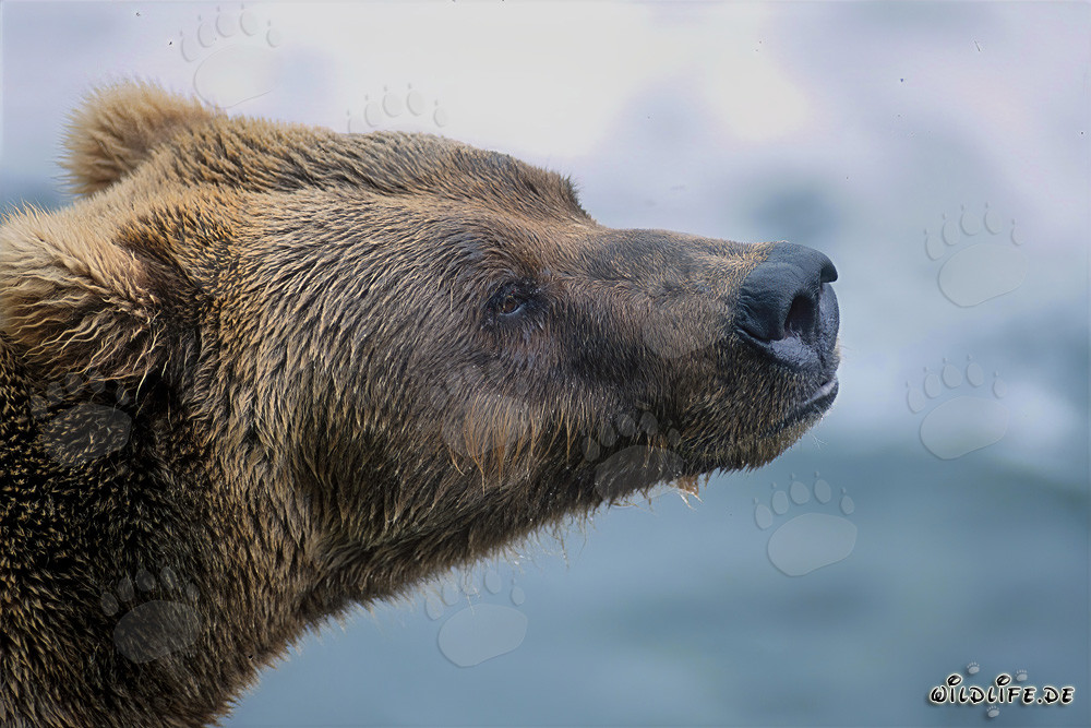 Retrato impresionante del oso pardo de perfil en la luz otoñal