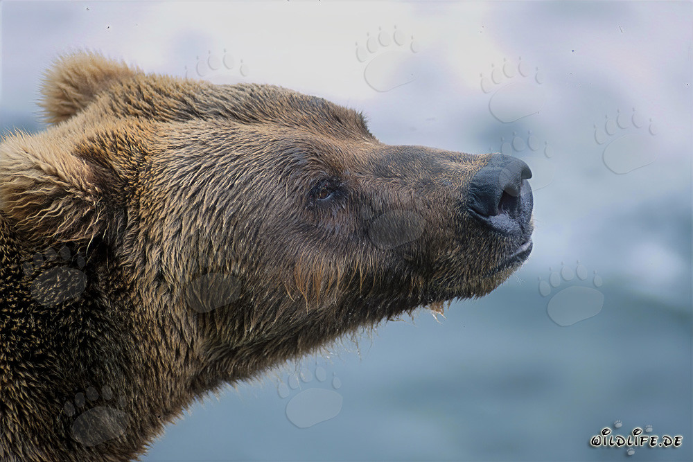 Ritratto imponente dell'orso bruno di profilo nella luce autunnale