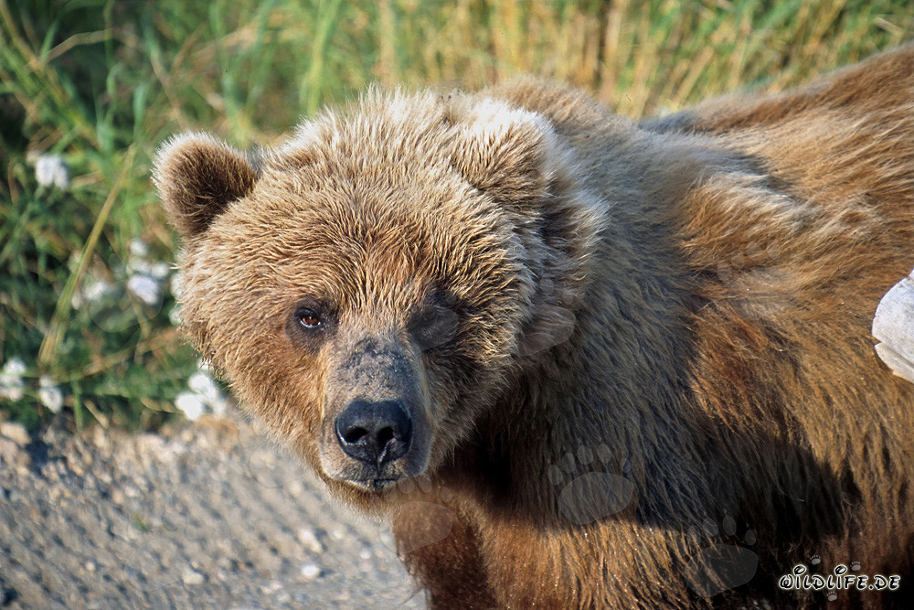 Braunbär beobachtet aufmerksam die Umgebung im Herbst