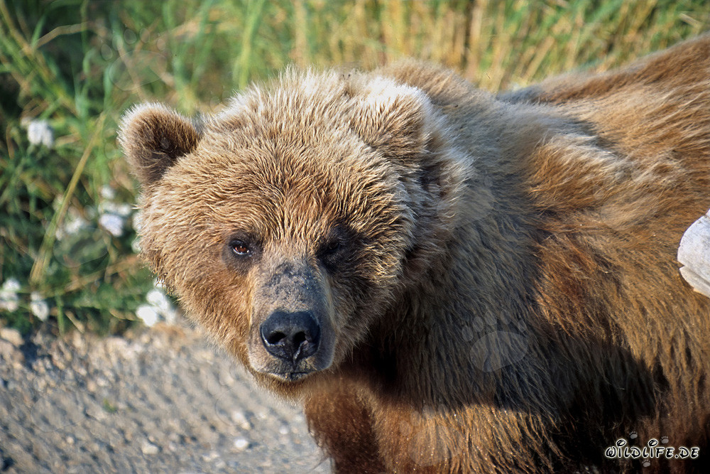 Brown bear attentively observes the surroundings in autumn