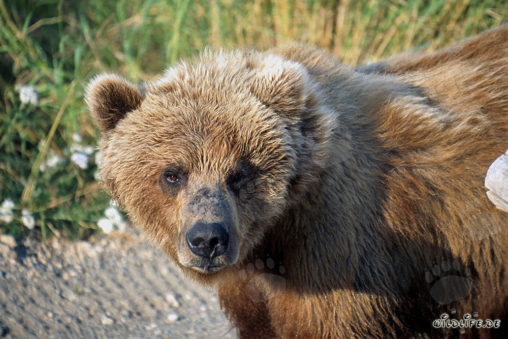 Ours brun observant attentivement l'environnement en automne