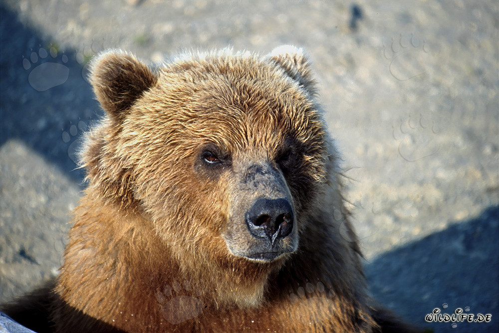 Imposanter brauner Bär mit ernstem Blick